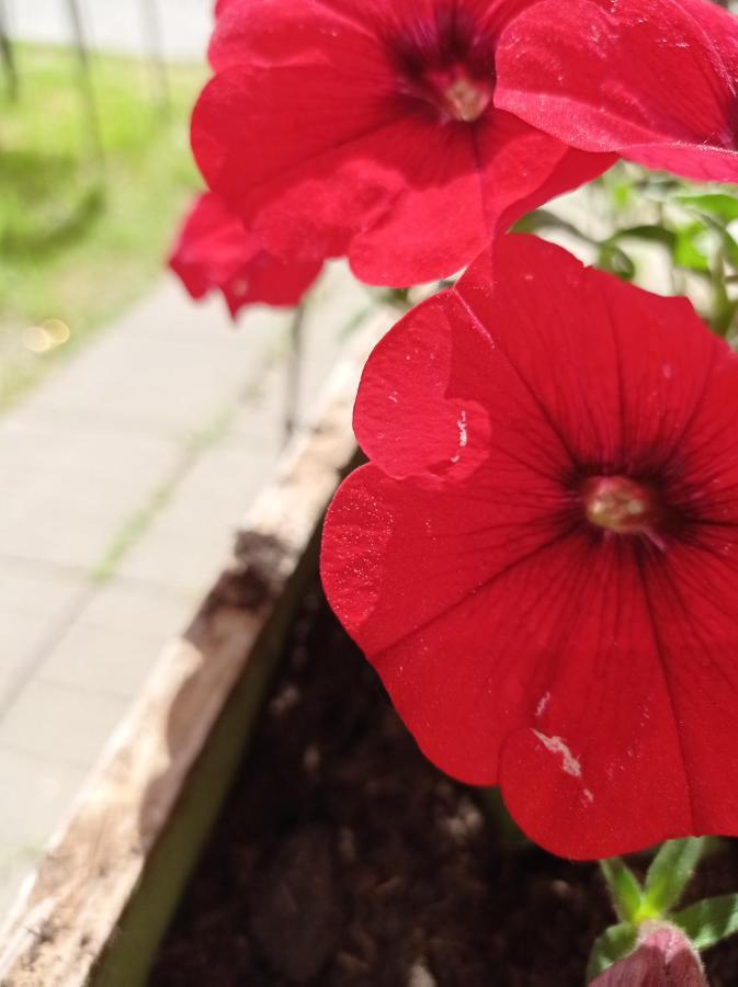 B&B Toscana Piza Zewnętrze zdjęcie